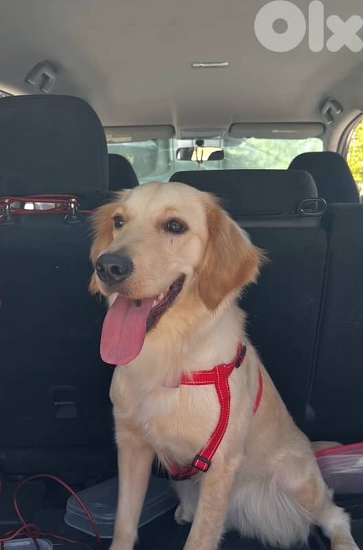 golden retriever 300 1