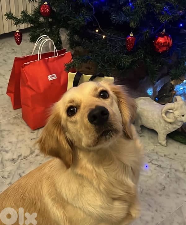 golden retriever 300 2