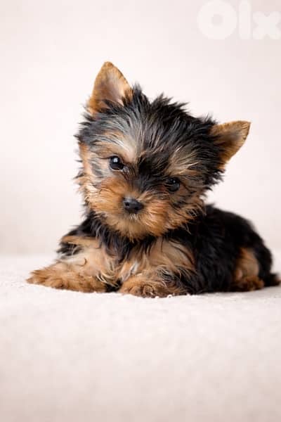 Yorkshire Terrier (Yorkie) puppies (puppy)