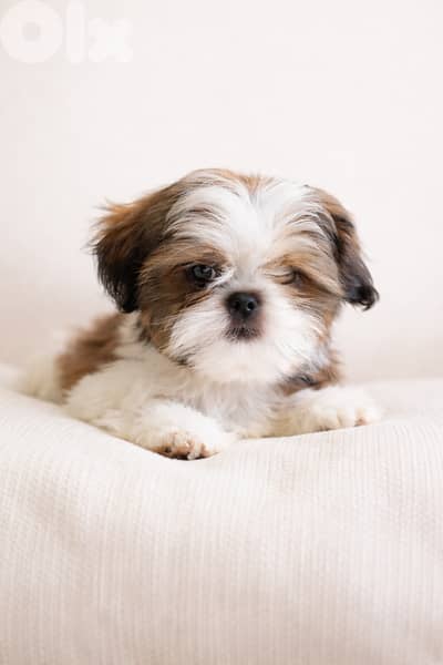 Shih tzu puppies (puppy)