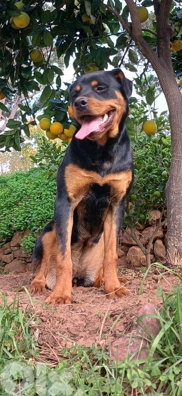 rottweiler  for sale