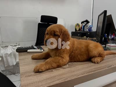 the highest quality golden retriever puppies