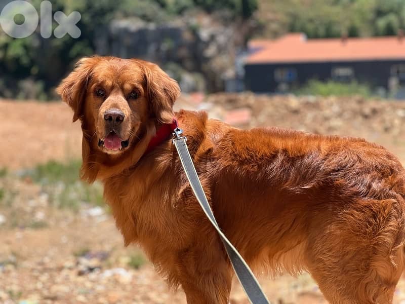 the highest quality golden retriever puppies 3