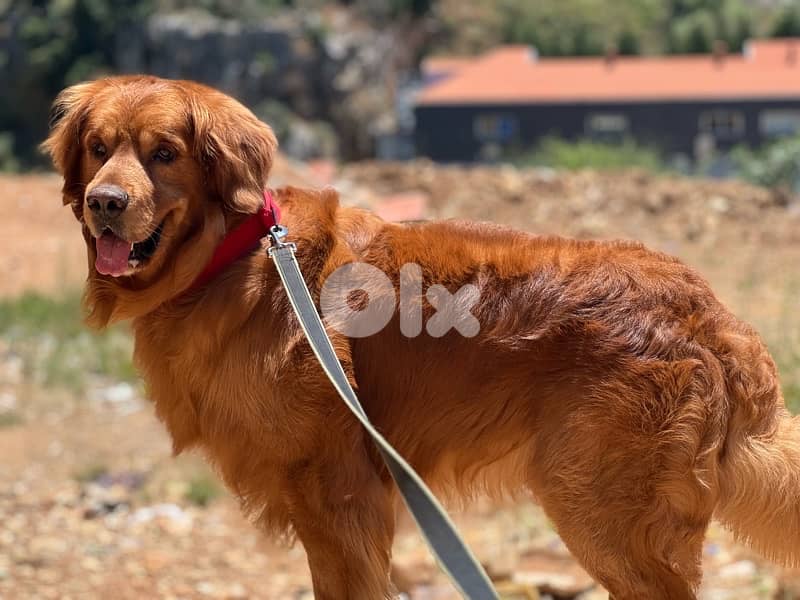 the highest quality golden retriever puppies 4