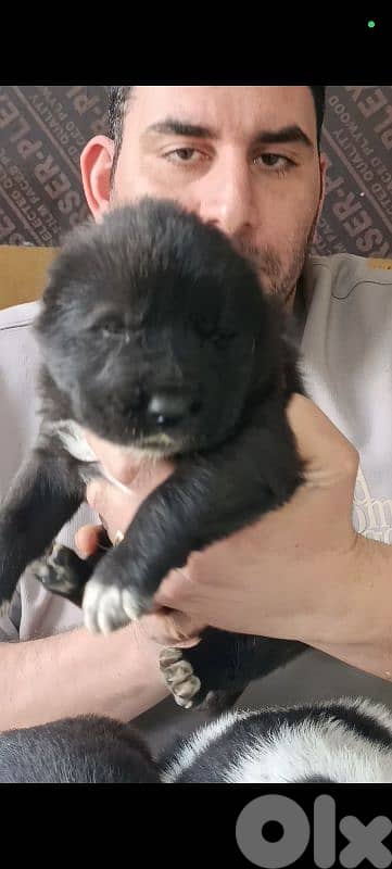 aziat giant breed 10