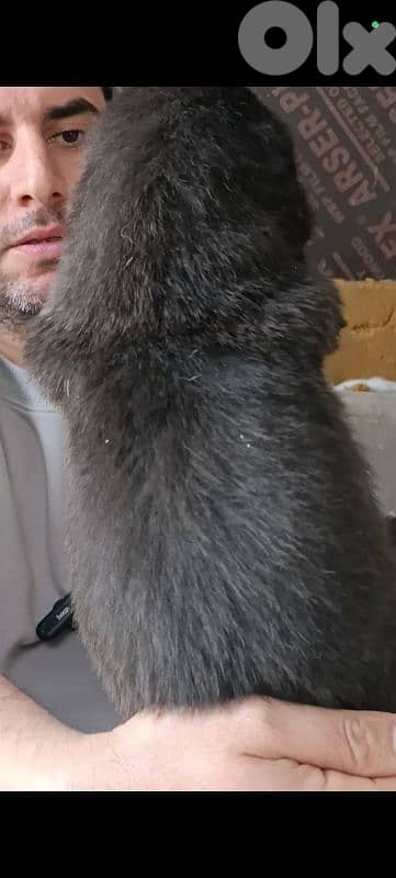 aziat giant breed 11