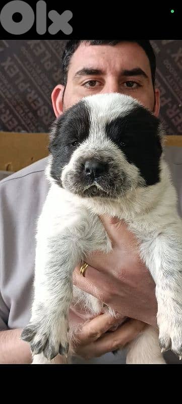 aziat giant breed 12