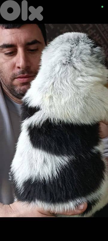 aziat giant breed 13