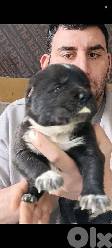 aziat giant breed 14