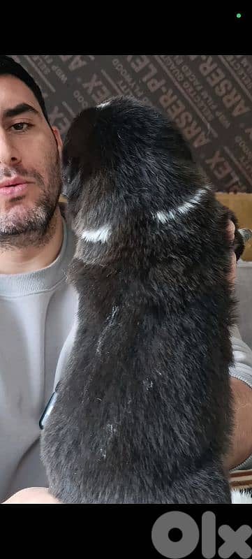 aziat giant breed 15