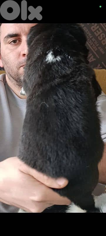 aziat giant breed 16