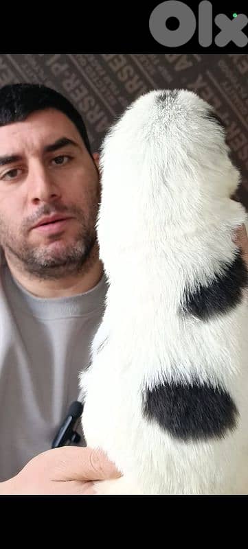 aziat giant breed 17