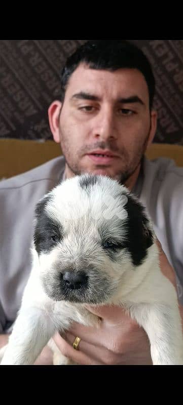 aziat giant breed 18