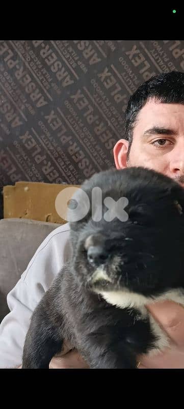 aziat giant breed 19