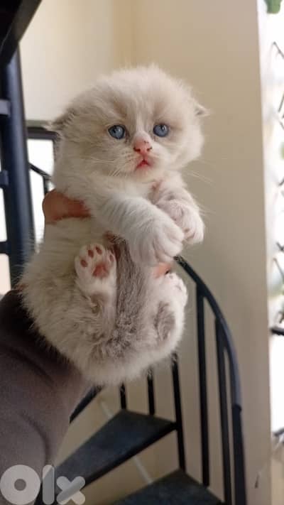 راغدول  مع الام٤ صغار ٢ دكور  ٢ انثات