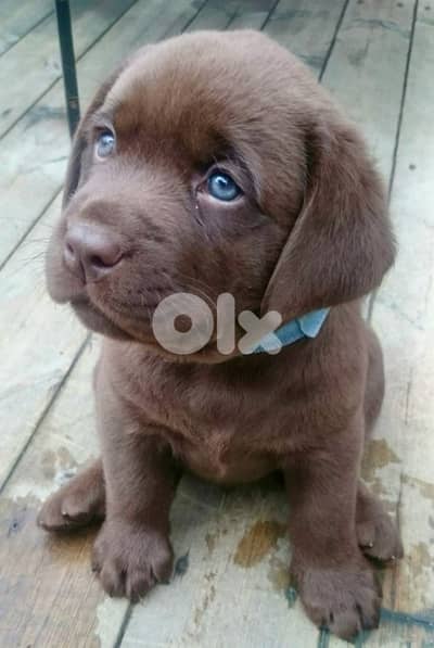 Stunning quality Chocolate Labrador Retriever puppies available