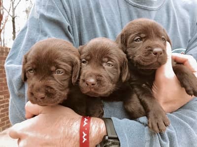 Exceptional Chocolate Labrador Retriever puppies in store & delivery