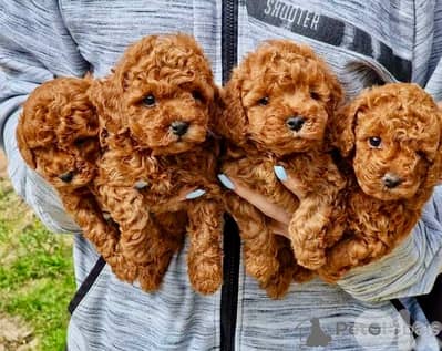 Compact size red brown toy poodle puppies available! We Deliver! كلب