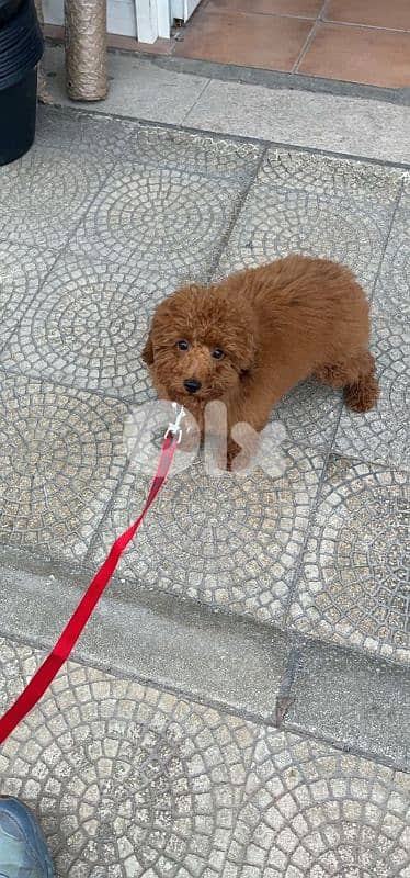 male poodle for sale