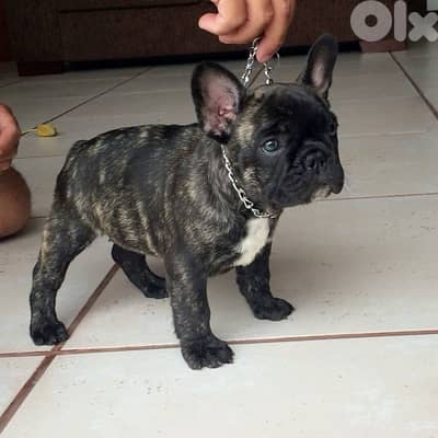 French Bulldog Premium Puppy