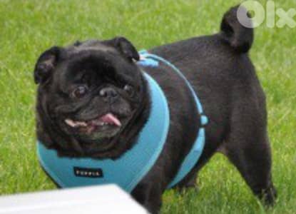 female pug 1.2 years for sale