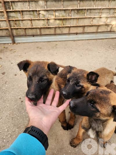 malinois puppies