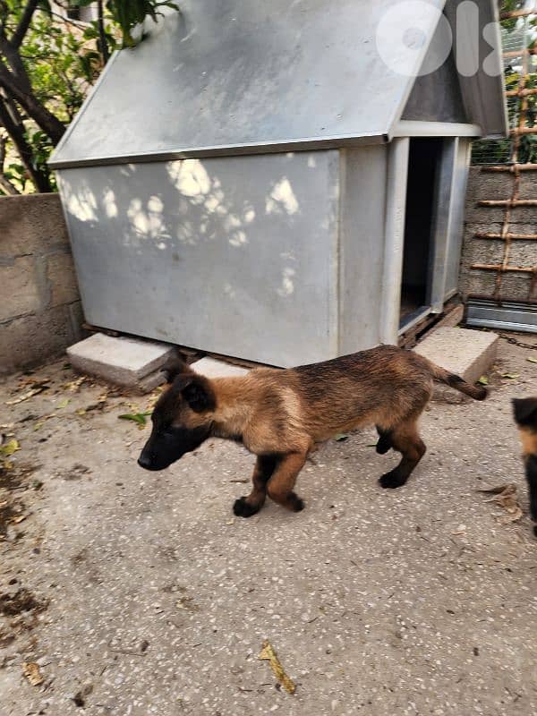 malinois puppies 2
