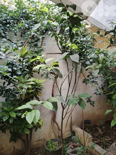 شجر ليمون وحامض