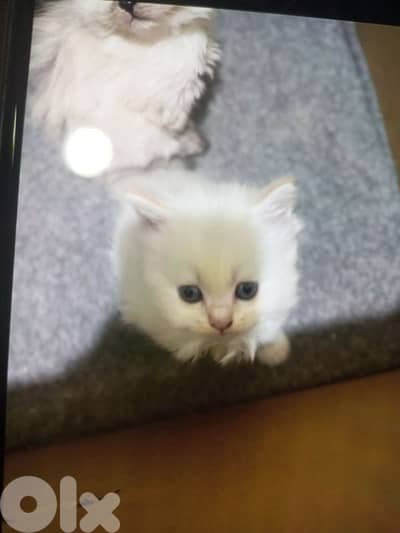 3omron shahrayn fi male w fi female