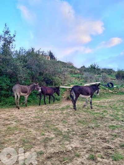 اجمل دواب للبيع