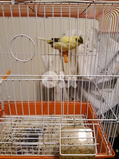 كنار أنثى و ذكر ورماج و بلبل وكروان