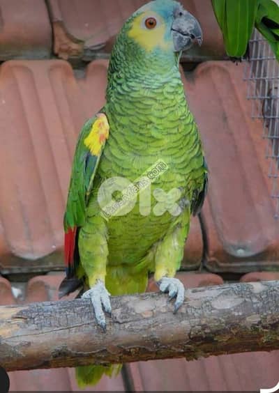 ببغاء بلو فرنتد امزوني