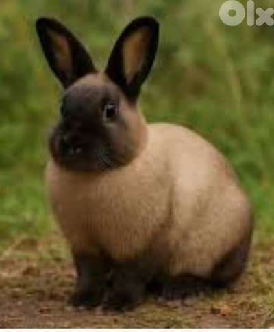 Giant French papillon Rabbits