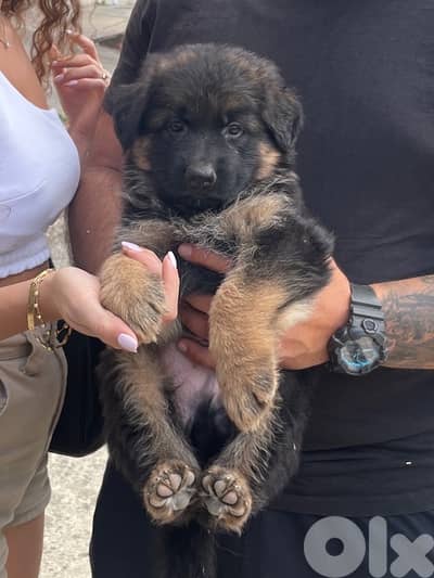 German Shepherd Gsd Male Berger Allemand
