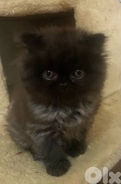 Super Adorable Scottish fold mix himalayan "FEMALE" Kitten for sale!