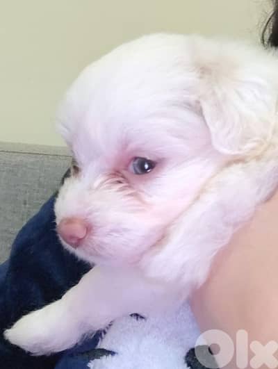 Puppy bichon maltese with blue eyes