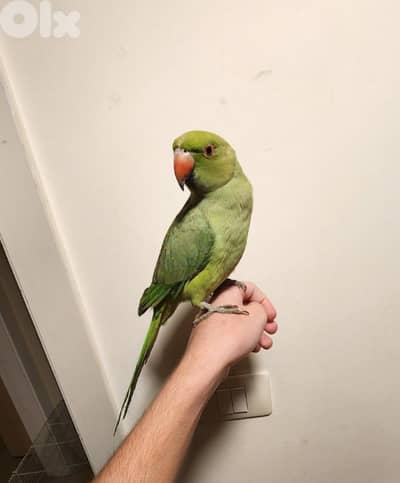 Indian Ringneck parrot