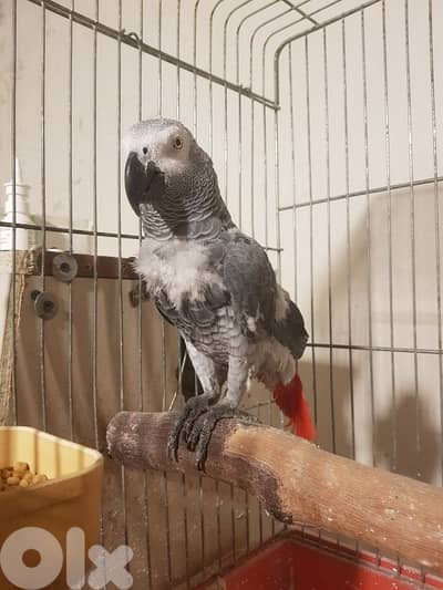 بغبغاء كاسكو عائل متكلم ذكر بالغ