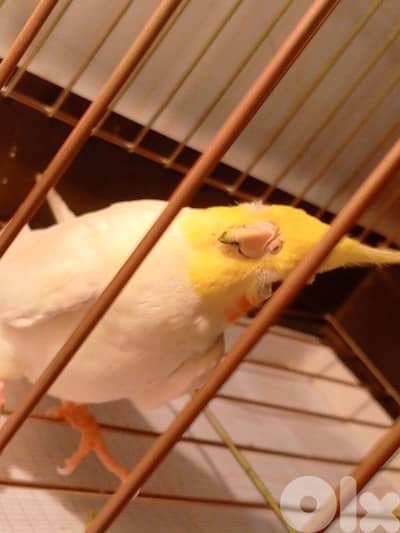 طفرة ذكر كروان لاتينو مفطوم سوبر ترويض