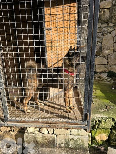 american akita male for sale