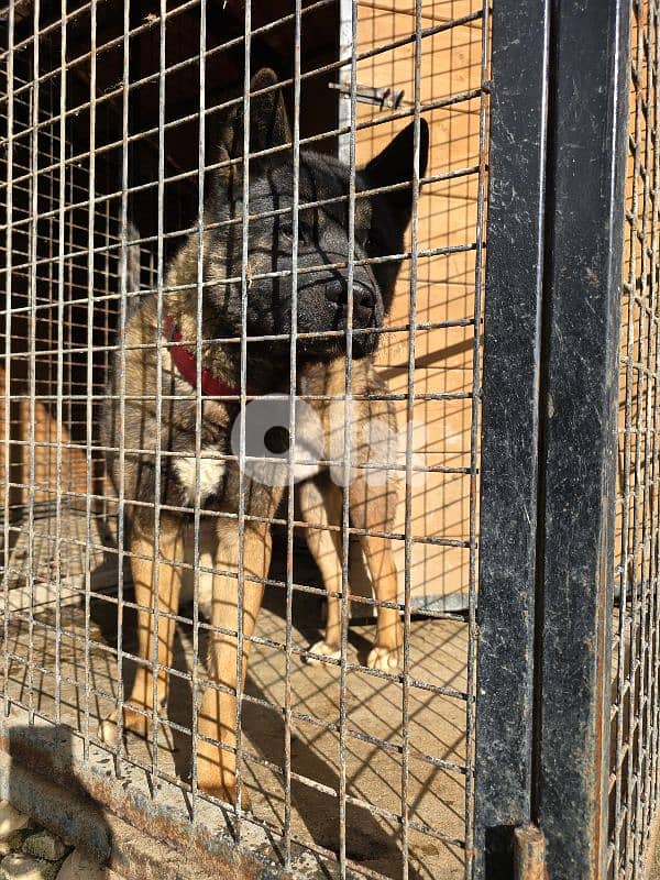 american akita male for sale 2
