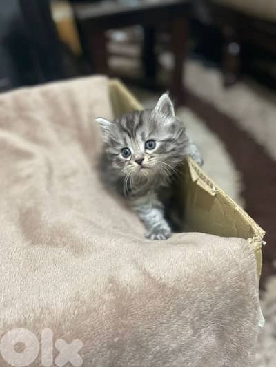 kitten for sale 2 months