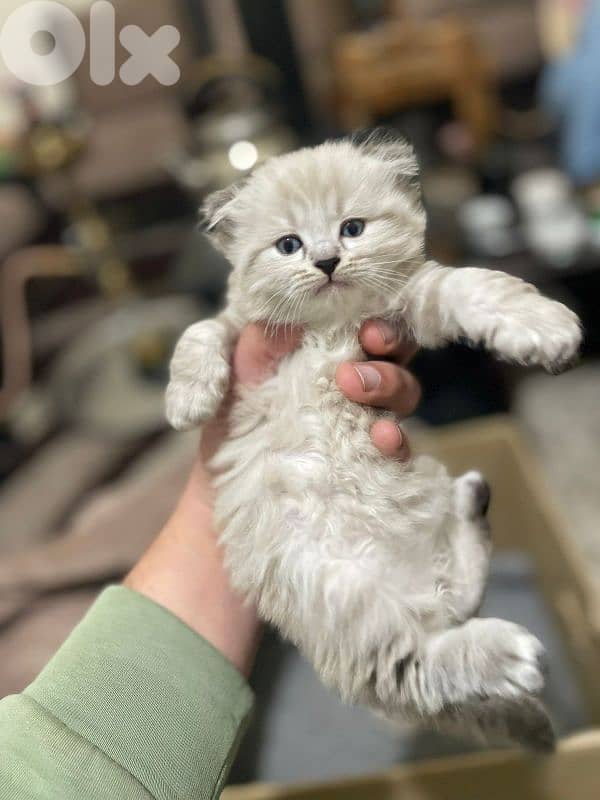 kitten for sale 2 months 2