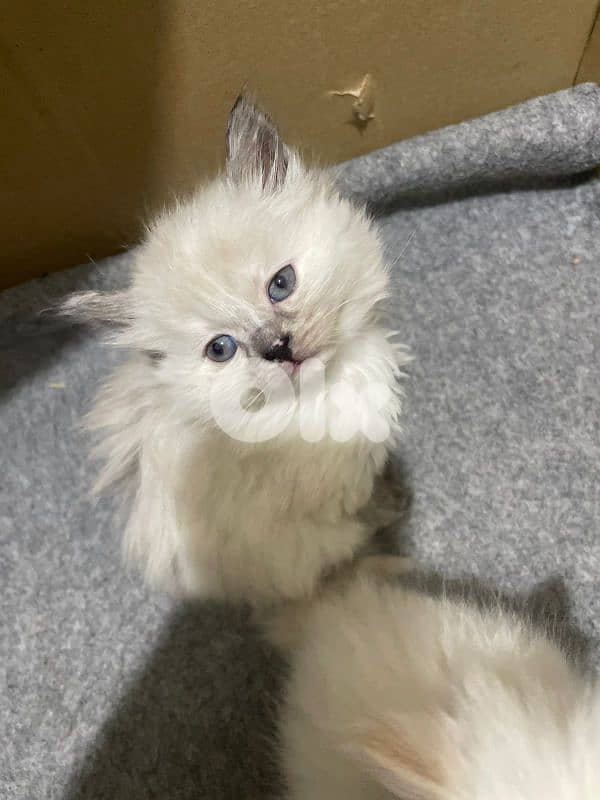 kitten for sale 2 months 3