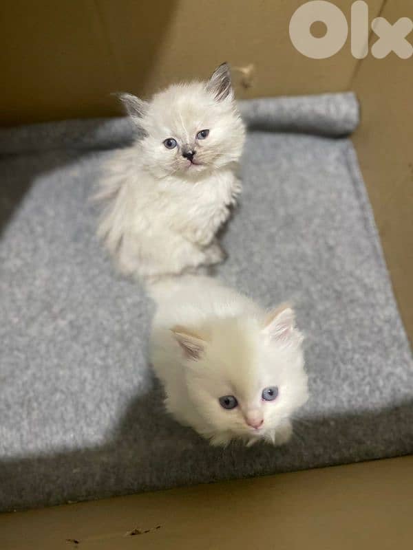 kitten for sale 2 months 4