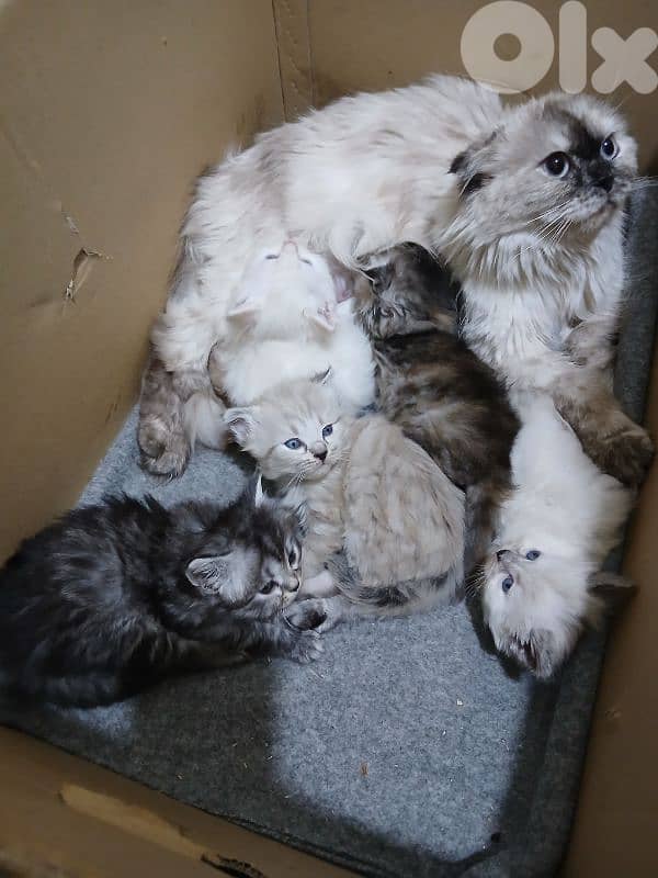 kitten for sale 2 months 5