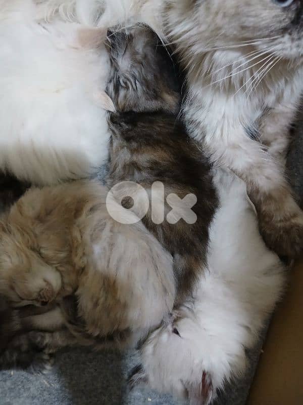 kitten for sale 2 months 7