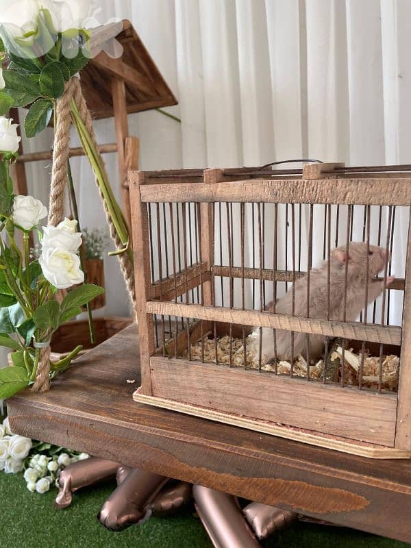 Russian and Syrian hamsters 1