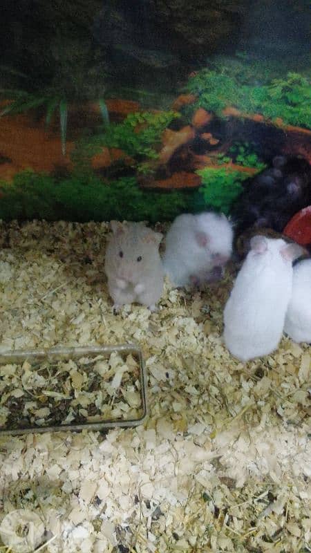 Russian and Syrian hamsters 3