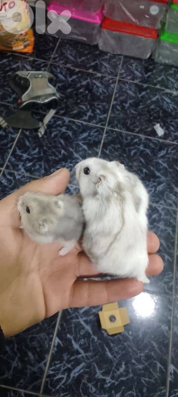 Russian and Syrian hamsters 4